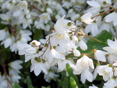 Deutzia gracilis