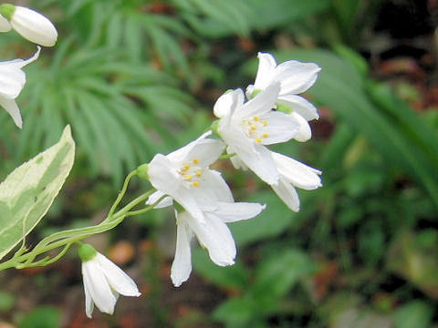 Deutzia gracilis