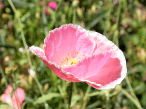 Papaver rhoeas