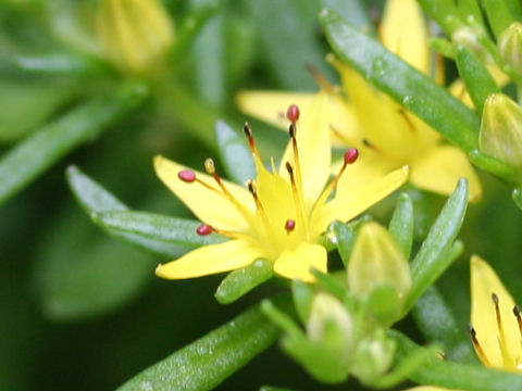 姫蓮華 ヒメレンゲ はどんな植物 Weblio辞書