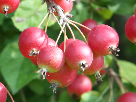 姫林檎 ヒメリンゴ はどんな植物 Weblio辞書
