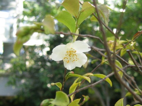 姫山茶花