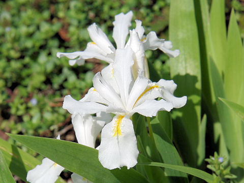 Iris Gracilipes ヒメシャガ はどんな植物 わかりやすく解説 Weblio辞書