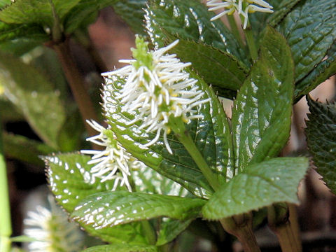 Chloranthus Japonicus ヒトリシズカ はどんな植物 Weblio辞書