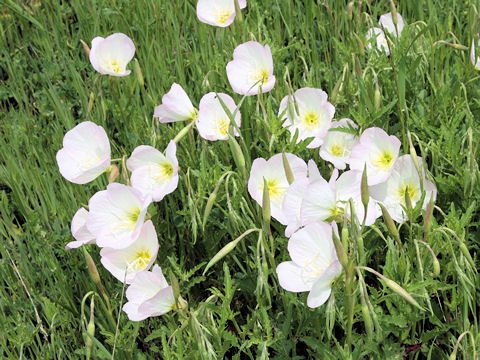 Oenothera Speciosa ヒルザキツキミソウ はどんな植物 Weblio辞書