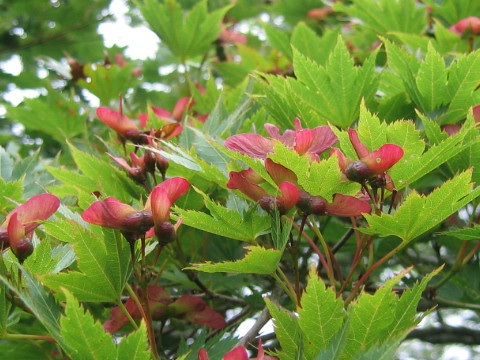 Acer tenuifolium