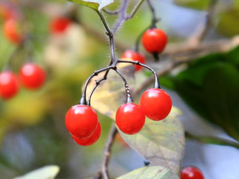 Solanum lyratum