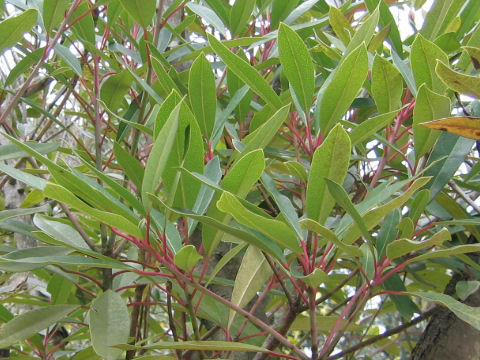 Daphniphyllum teijismannii
