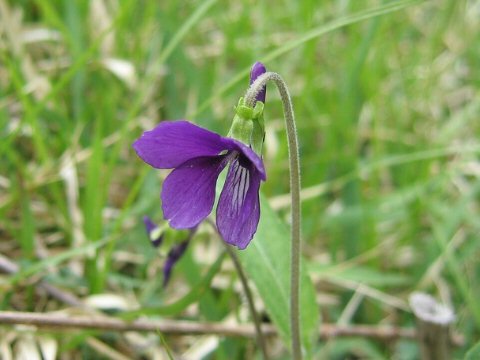 Viola mandshurica var. ikedaeana