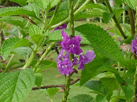 Stachytarpheta jamaicensis