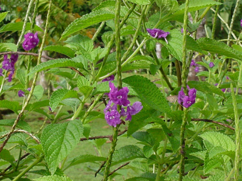 Stachytarpheta jamaicensis