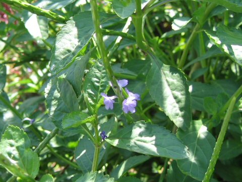 Stachytarpheta jamaicensis