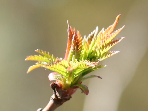 Sorbaria sorbifolia