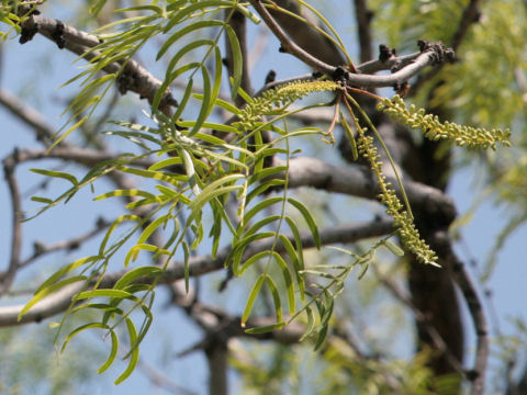 Prosopis glandulosa