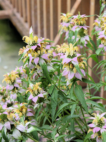 Monarda punctata