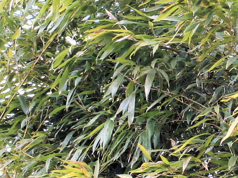 布袋竹