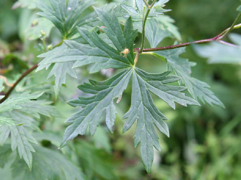 Aconitum senanense