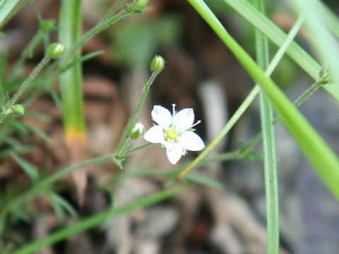 Minuartia verna var. japonica