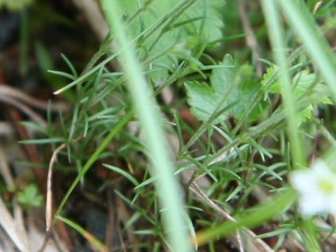 Minuartia verna var. japonica