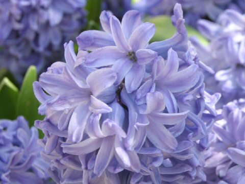Hyacinthとは何 Weblio辞書
