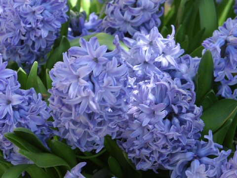 Hyacinth の意味や使い方 Weblio辞書