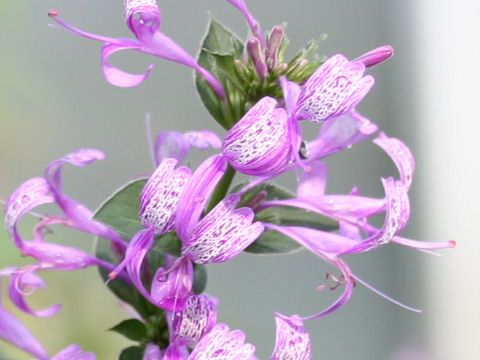 Hypoestes aristata