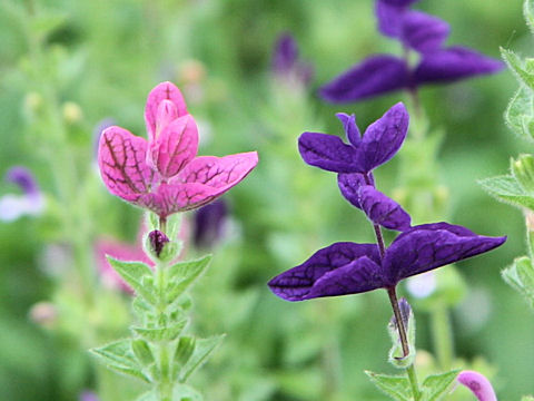 元のセージ 紫 最高の花の画像
