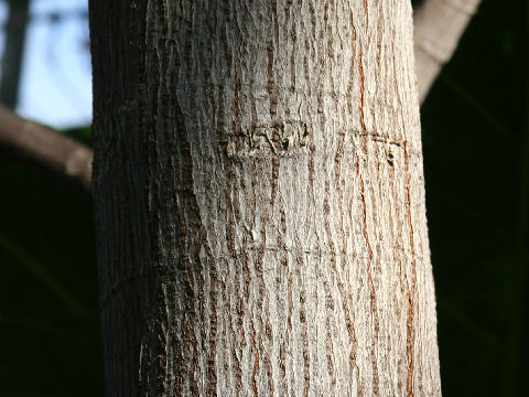 Artocarpus altilis