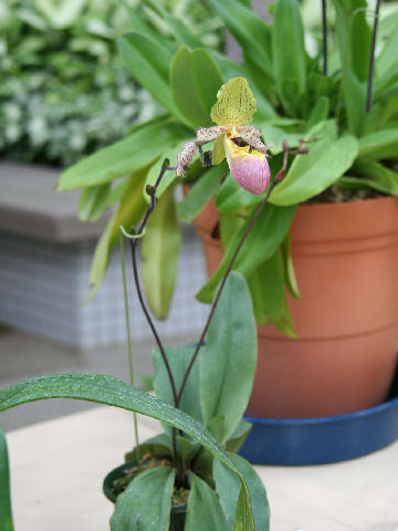 Paphiopedilum glaucophyllum var. moquetianum