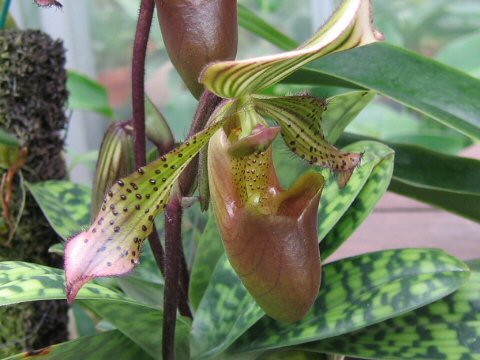 Paphiopedilum lawrenceanum var. nigritum