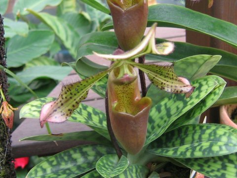 Paphiopedilum lawrenceanum var. nigritum