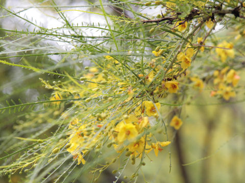 Parkinsonia aculeata