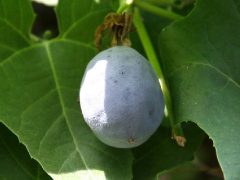 Passiflora adenopoda