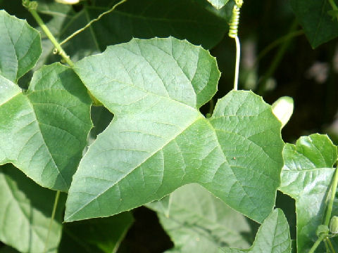 Passiflora adenopoda