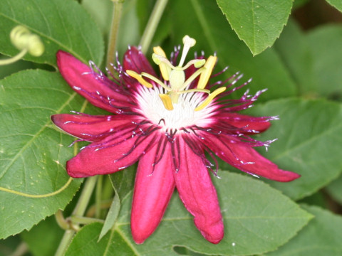 Passiflora cv. Lady Margaret