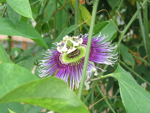 Passiflora mayarum