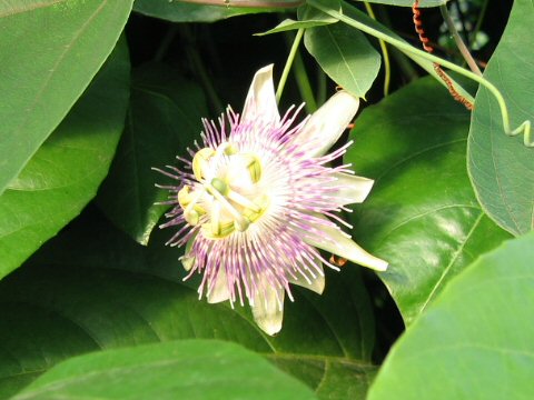 Passiflora nitida