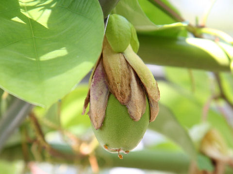 Passiflora phoenicia