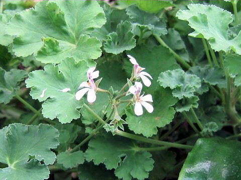 Pelargonium odoratissimum