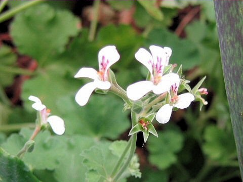 Pelargonium odoratissimum