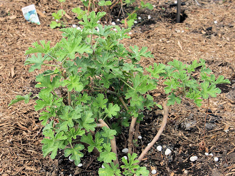 Pelargonium odoratissimum