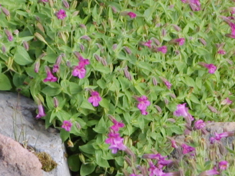 Penstemon rupicola