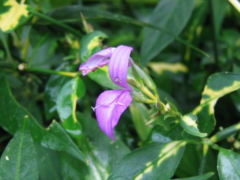 Peristrophe hyssopifolia