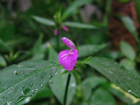 Peristrophe hyssopifolia