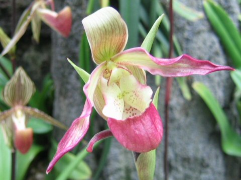 Phragmipedium calurum