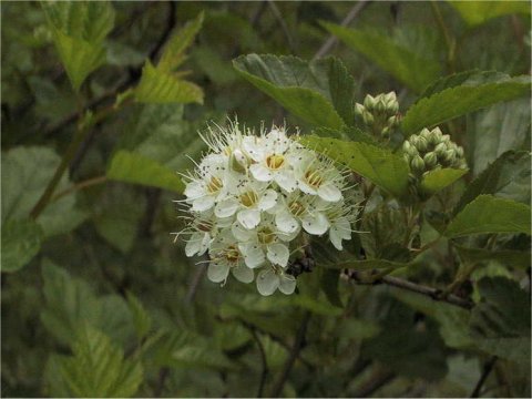 Physocarpus opulifolius