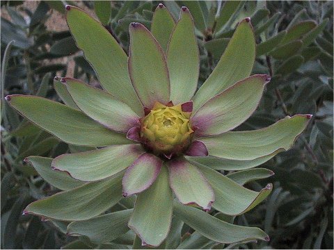 Protea grandiceps