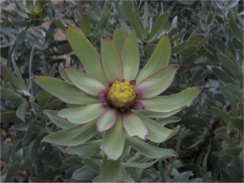 Protea grandiceps