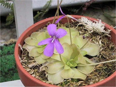 Pinguicula moranensis var. caudata