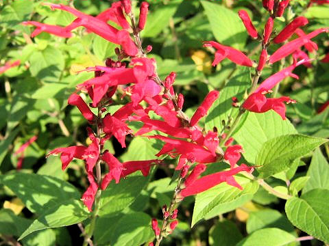 パイナップルセージはどんな植物 わかりやすく解説 Weblio辞書